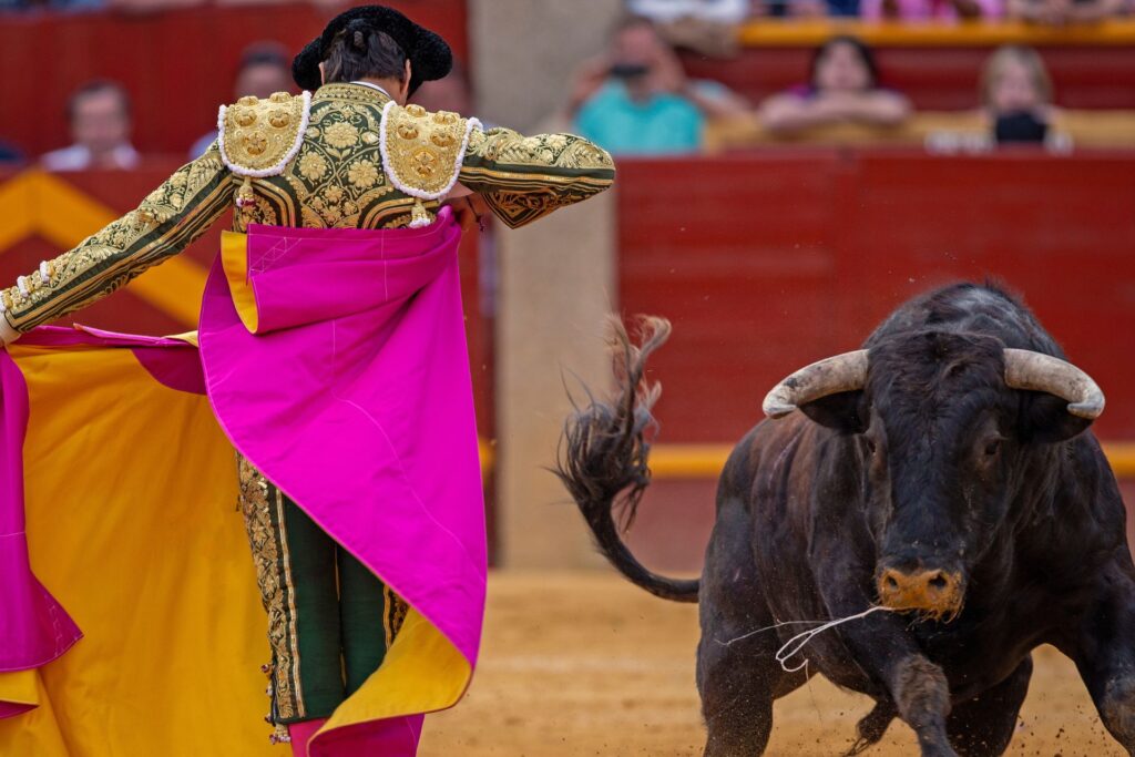 Closeup of a bullfighter in full gear with a bright pink cape wrapped around him, and a bull to his right facing forward.