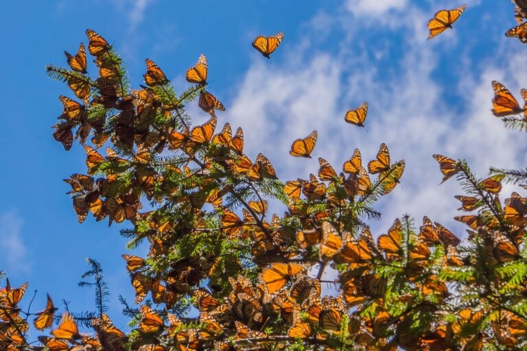 Groups of Monarch butterflies resting and flying toward a pine tree and a blue sky behind.