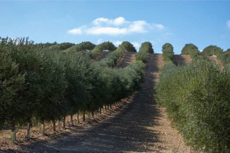 Olive groves in Spain on a sunny day with blue sky.