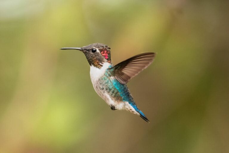 Bee hummingbird photo with zoom