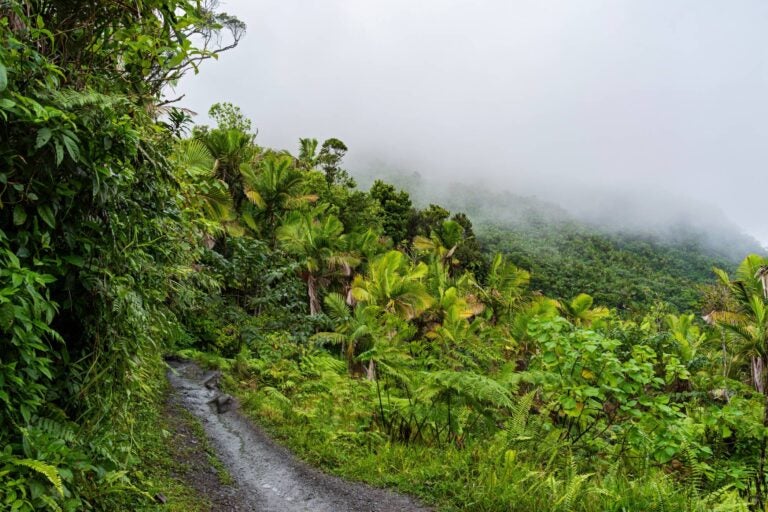 el yunque rainforest roads during a rainy day