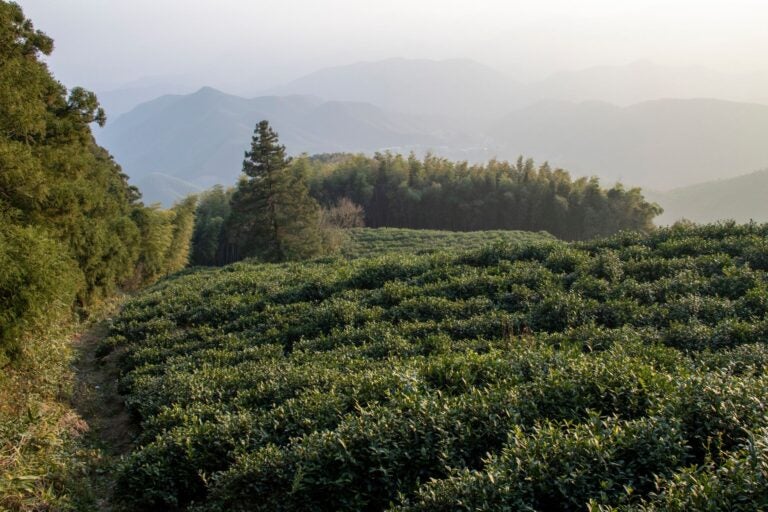 The fields and trees of the mountain resort of Moganshan.