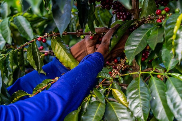 Close-up of coffee beans getting picked of the trees by a man with a long blue-sleeved top.