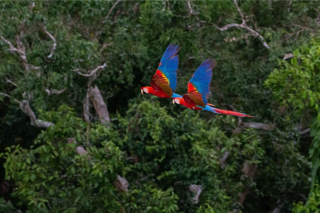 Two macaws are flying through the jungle.