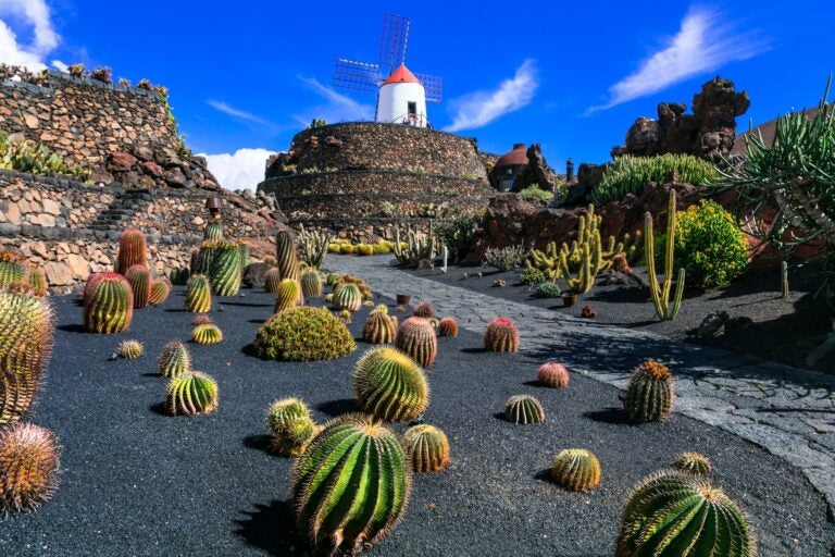 The island of Lanzarote's many cactus and black volcanic landscape and windmills.