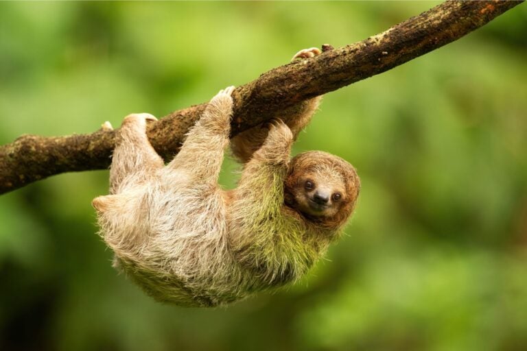 Close-up of a baby sloth hanging from a tree.