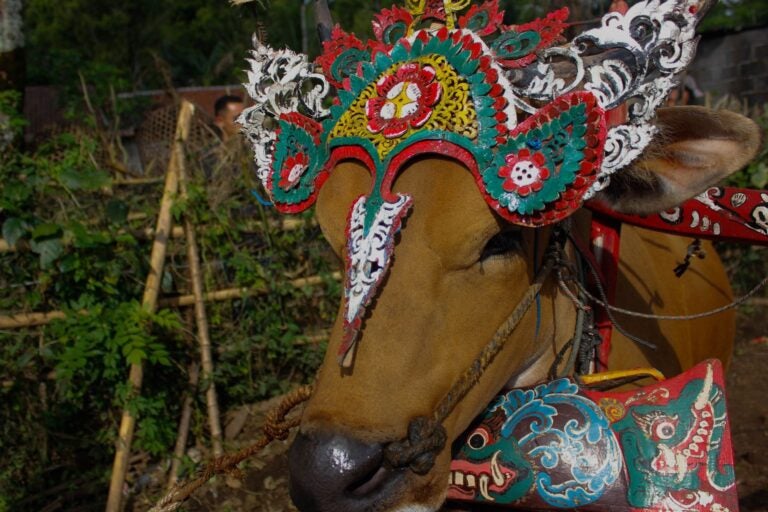 Decorated buffaloes during the annual Makepung Lampit Festival in Jembrana.