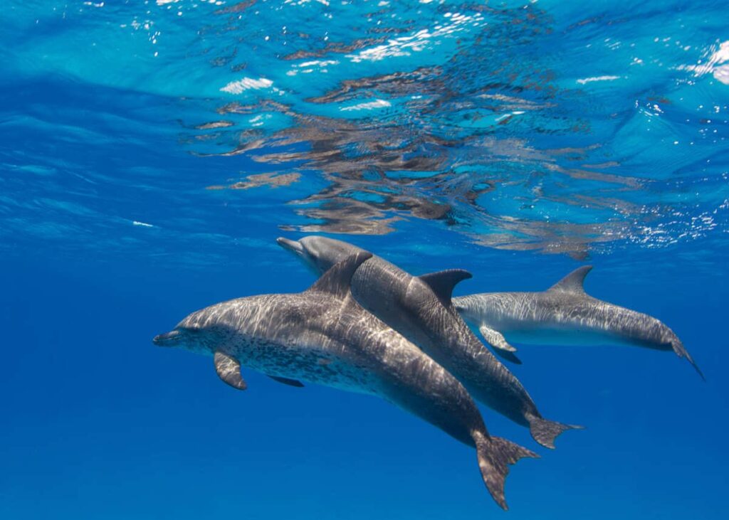 Bahamas