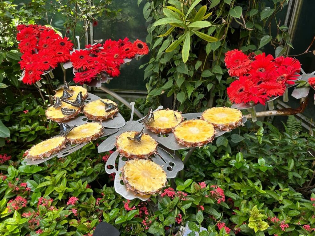 Butterfly garden