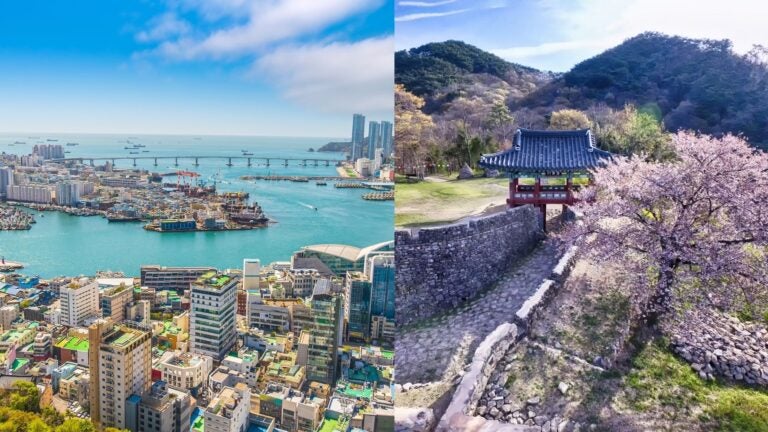 usan skyline and harbor beside a traditional Korean gate surrounded by cherry blossoms.