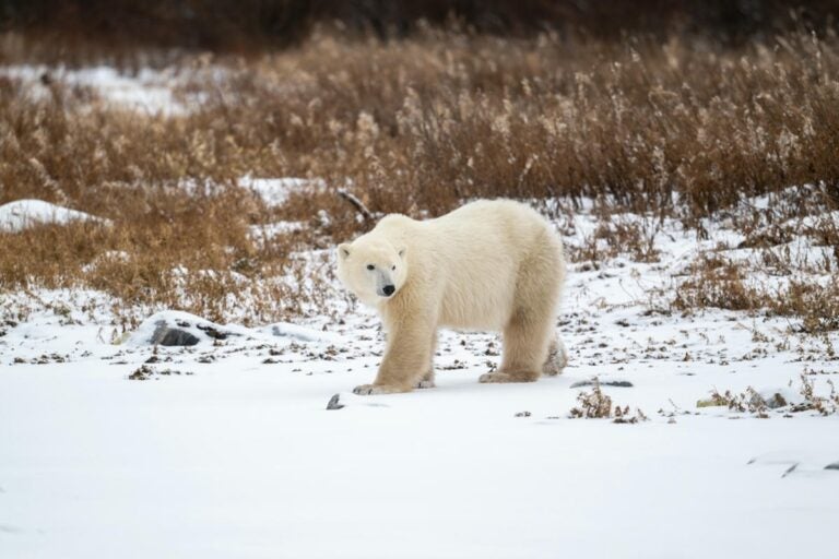 Churchill, Manitoba