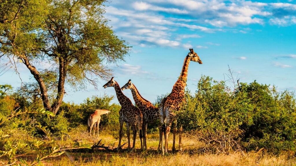 South Africa