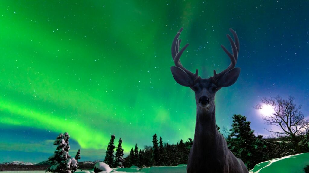 Yukon / Northwest Territories