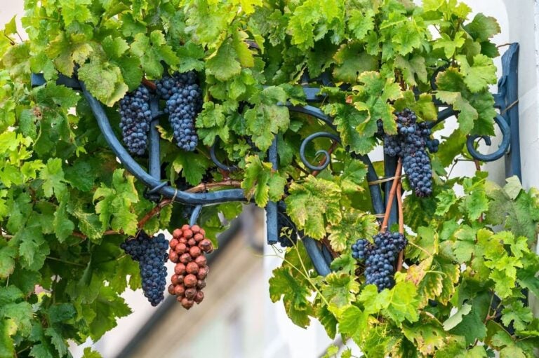 wine regions in europe: slovenia