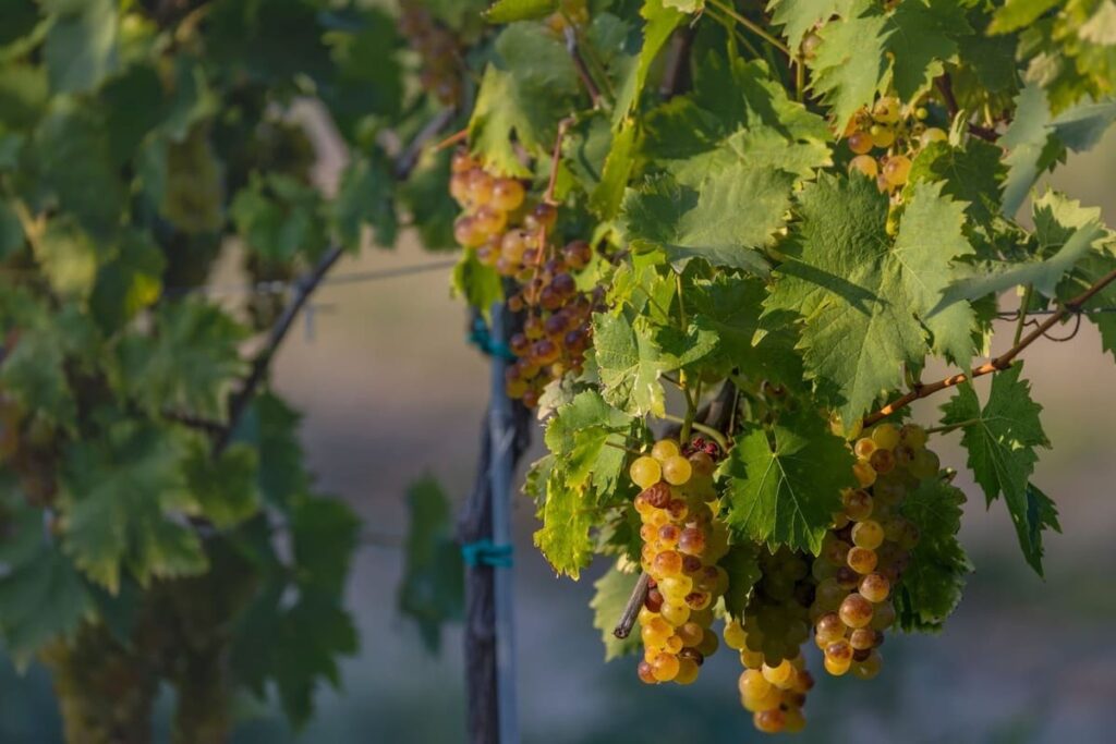 wine regions in europe: hungary