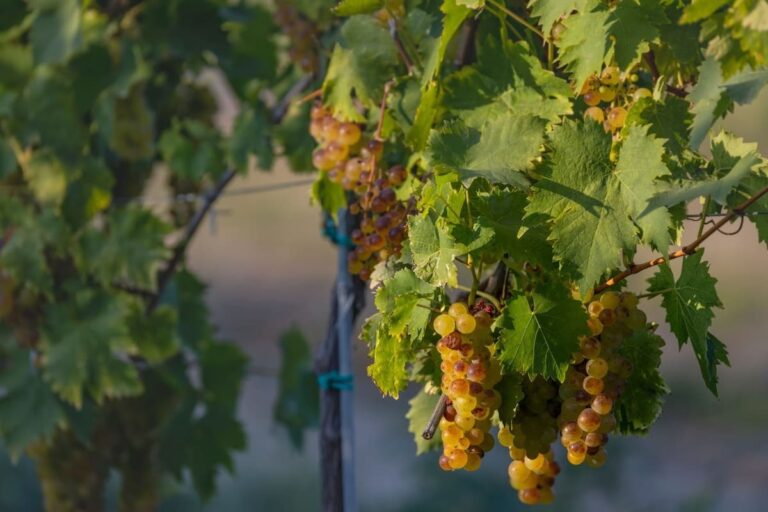 wine regions in europe: hungary