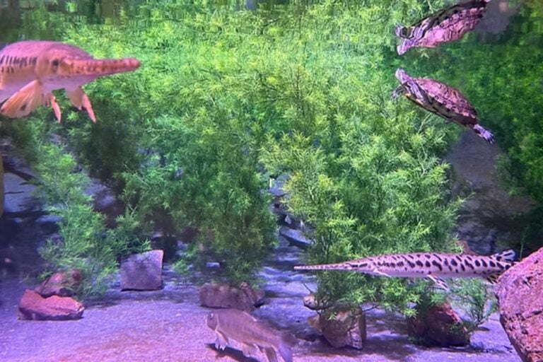 Animals in the aquarium