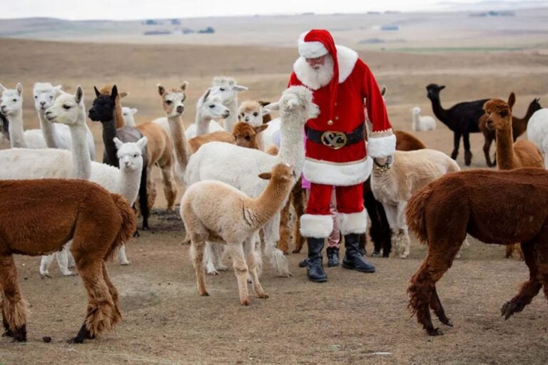 Santa plays with alpacas at Kirk’s Alpaca Farm