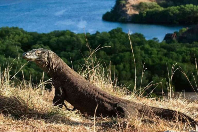 Komodo dragon