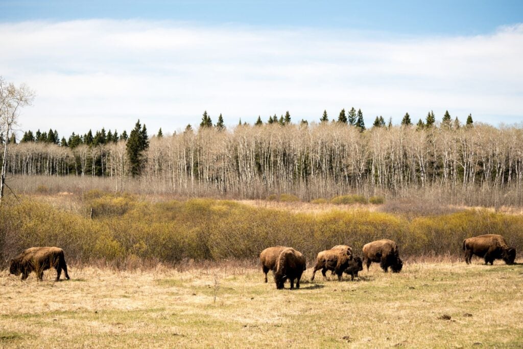 Buffaloes in the Riding National Park.