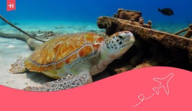 scuba diving in bombinhas