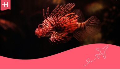 scuba diving in red sea