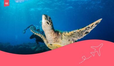 scuba diving in fernando de noronha