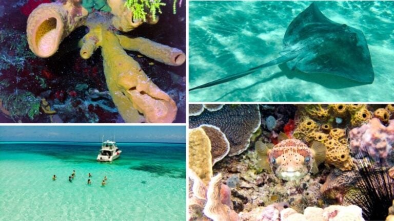 scuba diving in mexico