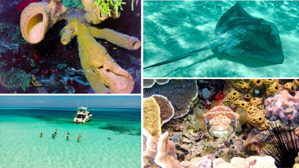 scuba diving in mexico