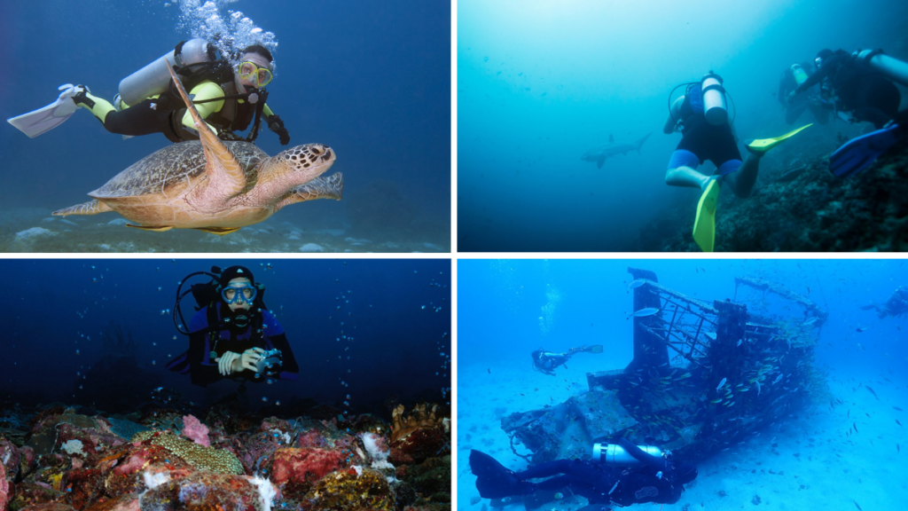 Best Dive Centres and Courses in the Philippines In the image, divers swimming alongside marine animals and shipwrecks.