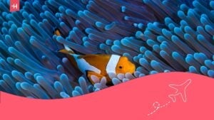 schools, prices and diving spots in Búzios