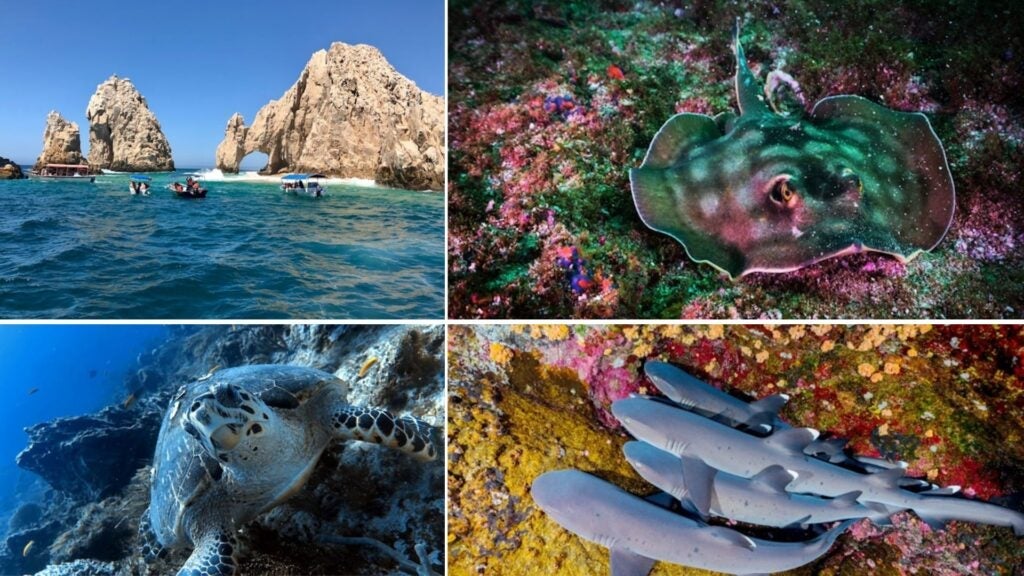 scuba diving in mexico