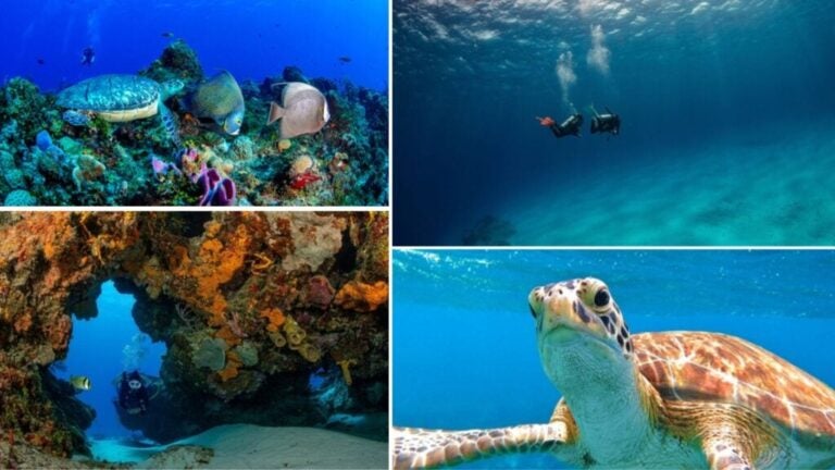 diving schools and centres in cozumel