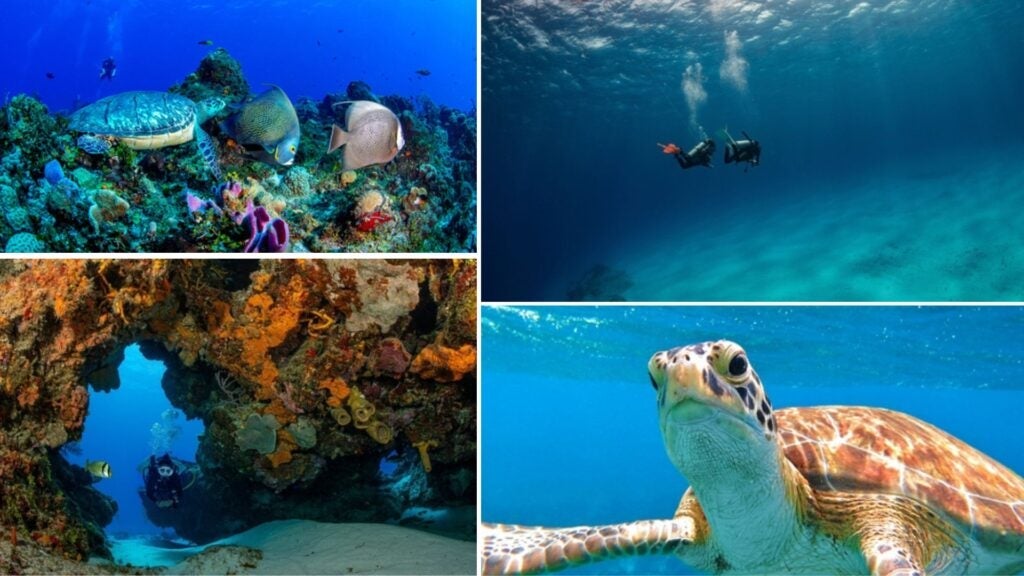 diving schools and centres in cozumel