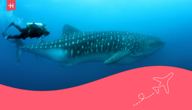 scuba diving in galapagos