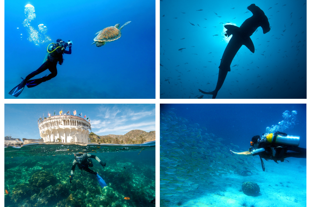 The best of diving in Costa Rica.