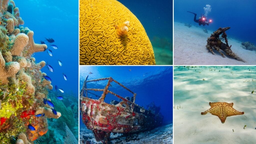 best diving spots in cozumel