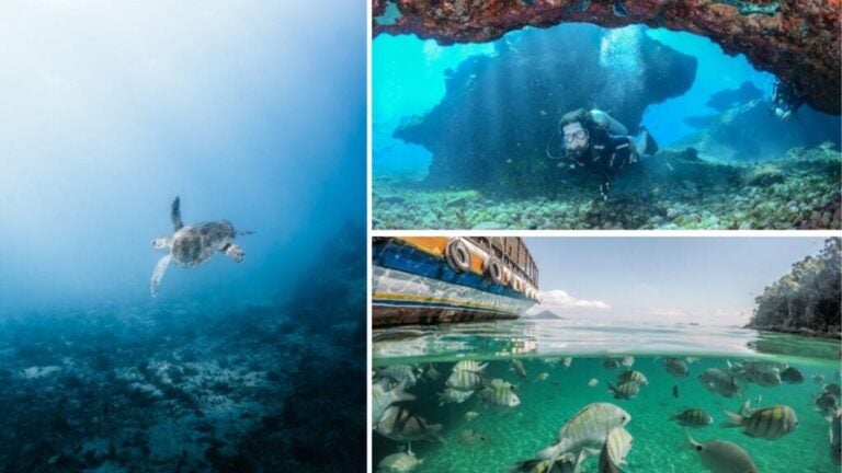 reefs filled with marine life