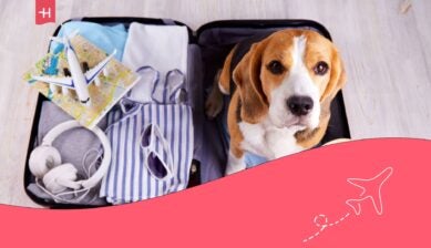 A dog who wants to travel with his owner sitting in a travelling box