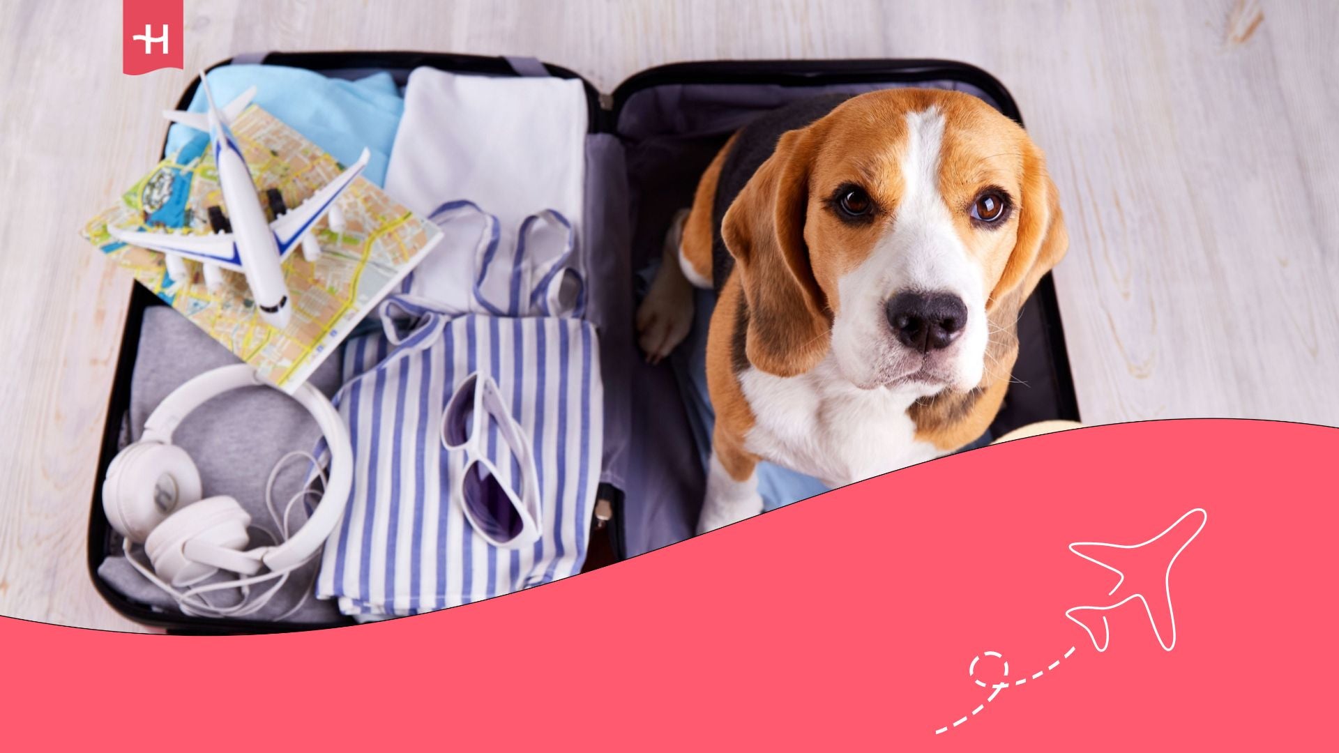 A dog who wants to travel with his owner sitting in a travelling box