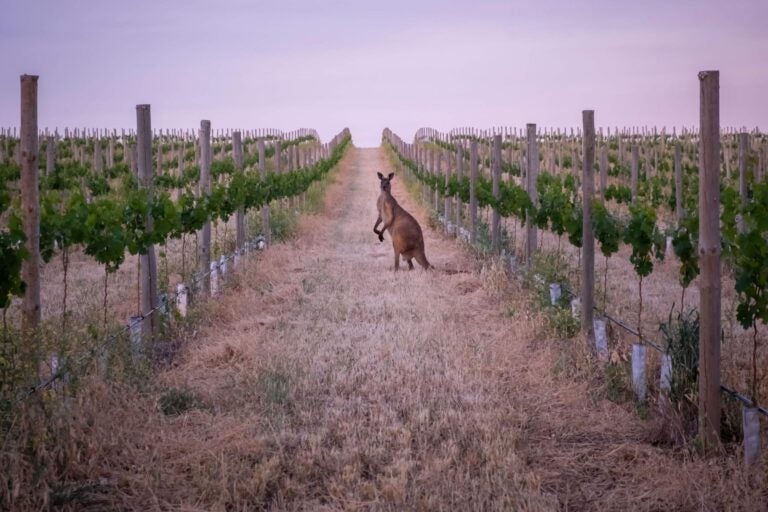 A Kangaroo in the Barossa Valley