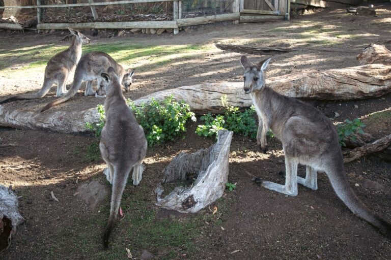 A group of kangaroos enjoying the sun 