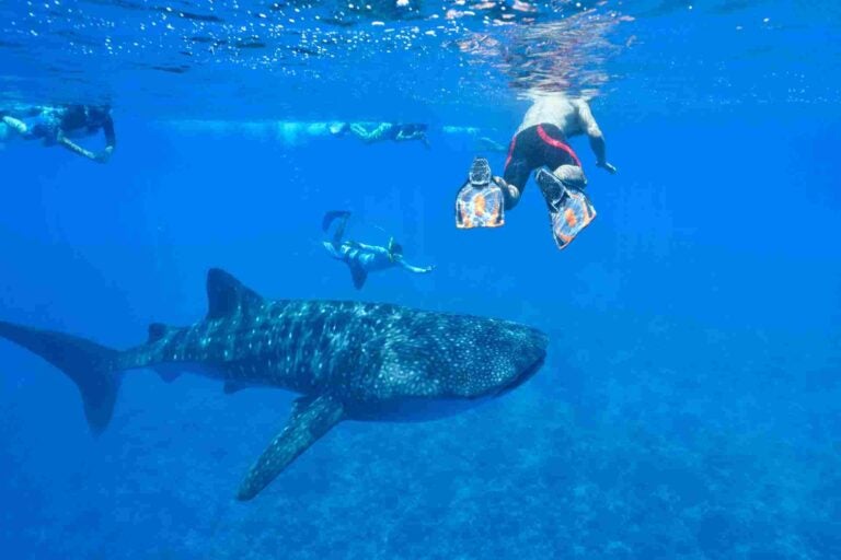 Cebu, Philippines (Whale Shark Diving)