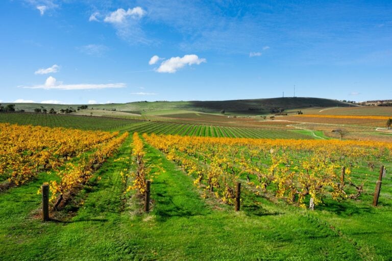 Vineyard Scene from Clare Valley.