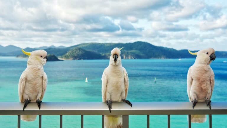 Hamilton Island