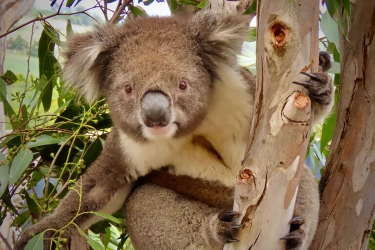Koala from Hobart Zoo. 