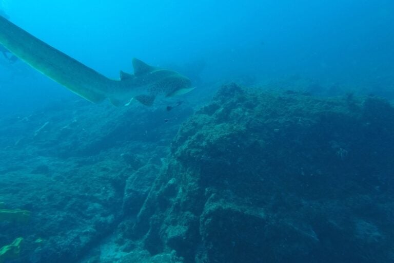 Snorkel at Julian Rocks Marine Reserve