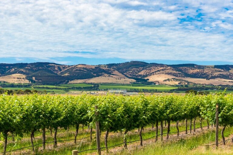Beautiful landscape of rows of grape vine in McLaren Vale.