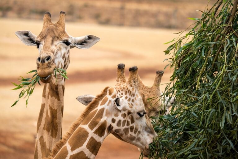 Giraffe feeding at Monarto Safari Park