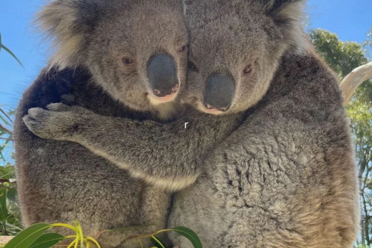 Two koalas hug together